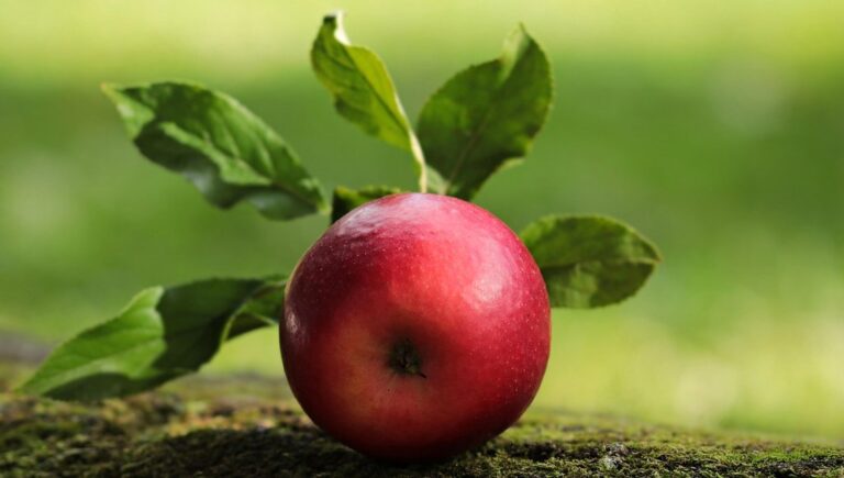 apple red red apple yummy fruit vitamins fresh nature healthy ripe cute pome fruit family orchards fall harvest harvested leaves apple apple apple apple apple red apple
