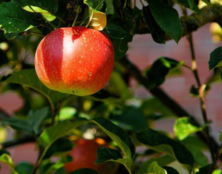 apple nature tree apple orchard orchard fresh fruit fresh apple fresh fruit red apple harvest produce organic