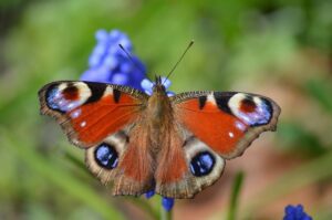butterfly peacock butterfly insect close up blossom bloom pearl hyacinth spring wildlife animal edelfalter macro nature fauna aglais io wing multi coloured butterfly butterfly butterfly butterfly spring spring nature nature nature nature nature