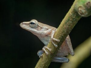 frog amphibian animal eyes branch wildlife nature aquatic closeup frog frog frog animal animal animal animal animal wildlife