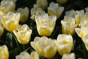 flowers tulips beautiful flowers flower background flower buds blossoming flowers flora nature flower wallpaper spring bulb flowers spring bloomer yellow netherlands