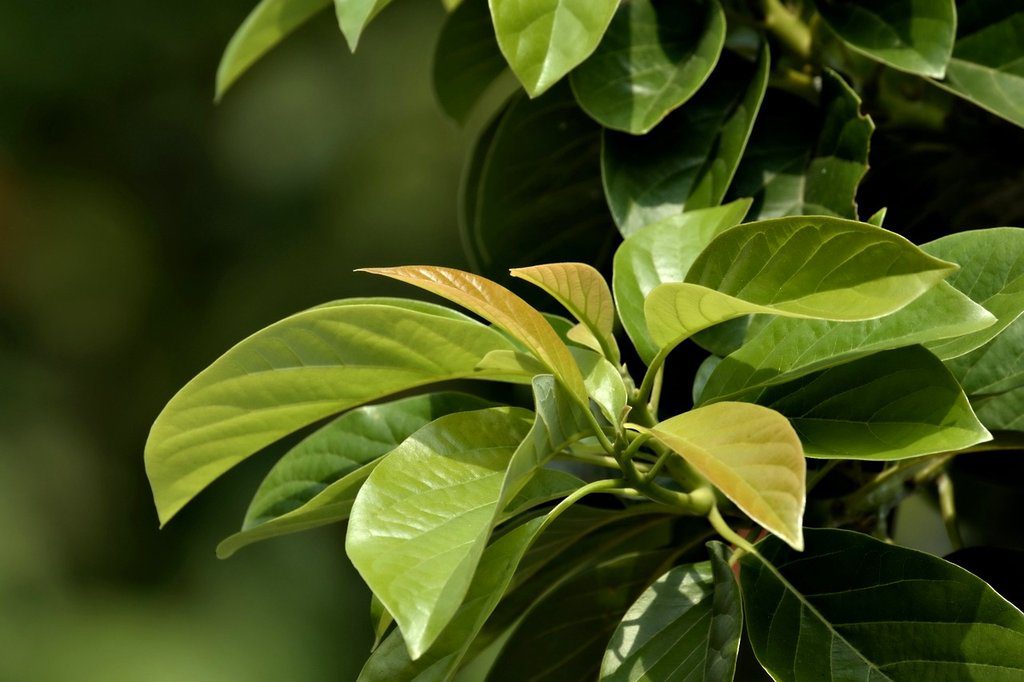Supporting image