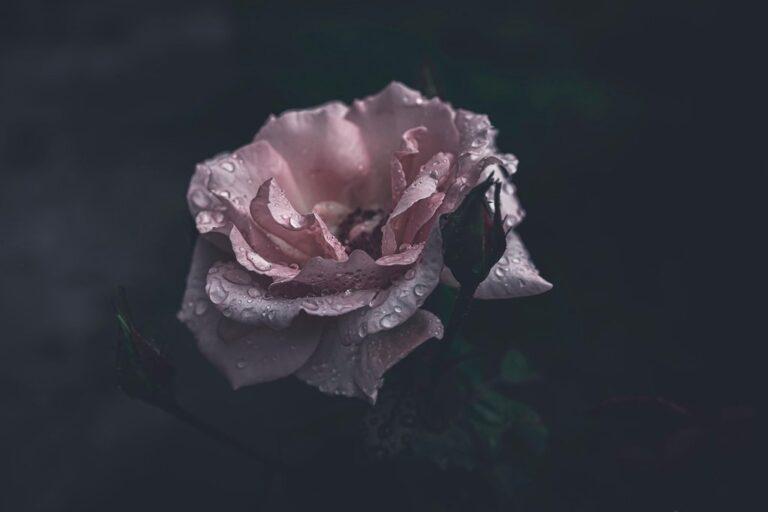 pink rose rose pink flower droplets rose flower rain drops after the rain moody gloomy nature
