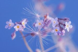 spring flowers forget me not spring flowers nature flying seeds macro hd wallpaper flower background flora flower wallpaper growth beautiful flowers botany