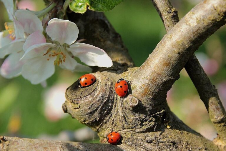 ladybug apple blossom branch ladybug ladybug ladybug ladybug ladybug apple blossom
