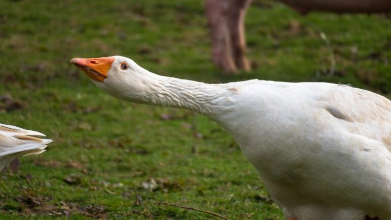 goose attack nature defend aggressive complain gripe rant agriculture farm animal bird