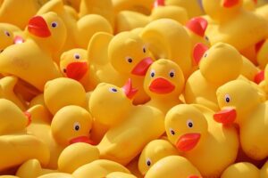 duck meet ducks rubber ducks plastic ducks duck race competition toy yellow duck run bath duck family reunions lots yellow toy ducks event rennwetbewerb swimming competition race ducks ducks ducks rubber ducks rubber ducks rubber ducks rubber ducks rubber ducks toy yellow duck
