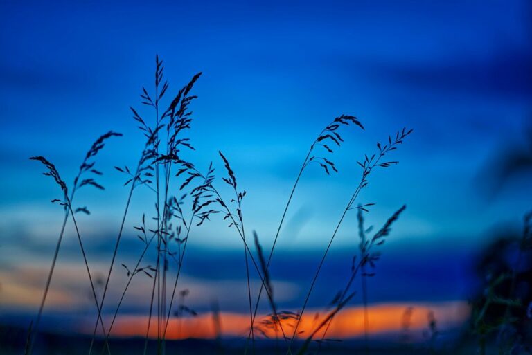 nature mood sunset dusk field outdoors macro growth botany plant evening atmosphere nature nature nature nature nature sunset sunset growth
