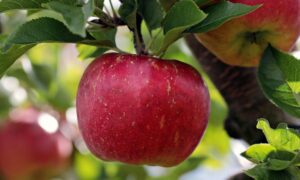 apple red red apple apple plantation yummy fruit vitamins fresh nature healthy ripe pome fruit family apple trees orchards trees fruit trees fall harvest harvested apple apple apple apple apple