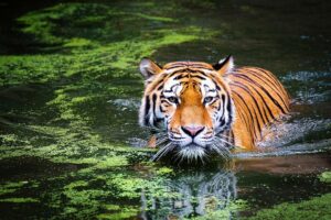 tiger swamp big cat wild cat jungle water animal world animal portrait predator dangerous hunting nature wild tiger tiger tiger tiger tiger