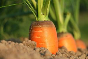 carrot growth vegetables agriculture closeup vitamins harvest carrot carrot carrot carrot carrot vegetables agriculture agriculture agriculture