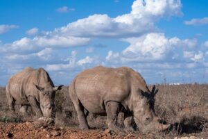 rhino rhinoceros animal nature africa kenya nairobi outdoors rhino animal animal animal animal animal