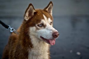 animal dog pet puppy nature canine mammal fur breed siberian husky