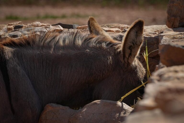 donkey animal farm yard wolf down dog ears wall stone wall nature straw