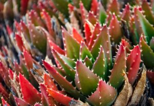 cactus succulent desert drought prickly succulents plants flora botany growth decoration thorns desert plants pots cactus collection garden houseplants nature close up gentle calming green green growth potted plant succulent flower