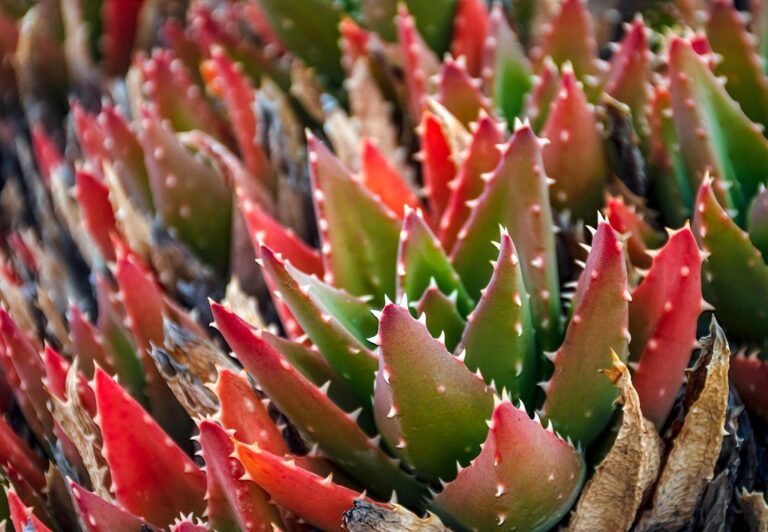 cactus succulent desert drought prickly succulents plants flora botany growth decoration thorns desert plants pots cactus collection garden houseplants nature close up gentle calming green green growth potted plant succulent flower