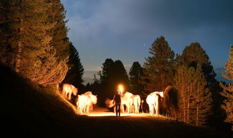 Free stock photo of adventure, animals, dolomites