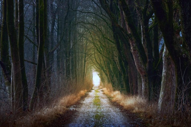 tree nature forest forest path dirt road path avenue light dark fall branches fairytale mystical atmospheric mood nature forest forest forest forest forest path path dark dark fall fairytale