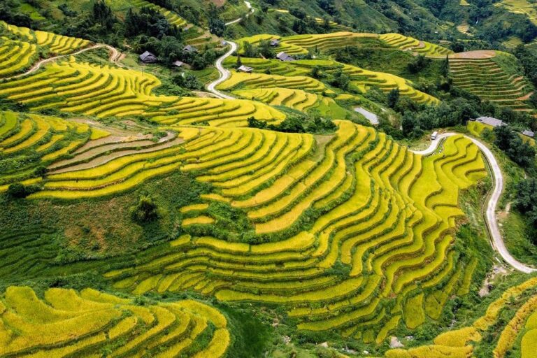 the season of ripe rice fall hoang su phi ha giang vietnam destination travel terraces agriculture top view northeastern mountains the stone also blooms golden season natural landscape ha giang ha giang ha giang ha giang ha giang