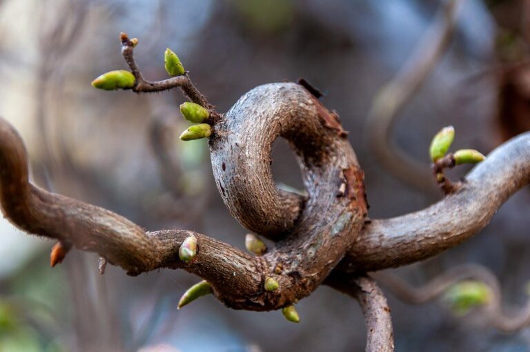 tree branch gnarled sprout spring nature bud