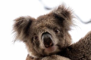 koala koala bear kangaroo island marsupial furry wildlife mammal animal nature fauna wilderness south australia brown australia australian animal