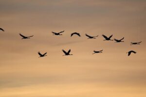 common cranes sunrise birds nature wildlife animals dusk twilight sunrise sunrise sunrise sunrise sunrise birds birds birds birds birds