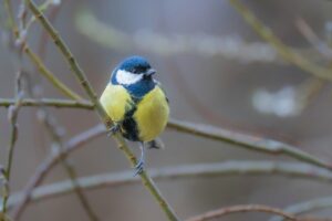 great tit bird feathers plumage branch nature songbird bird watching