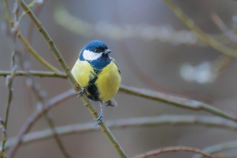great tit bird feathers plumage branch nature songbird bird watching