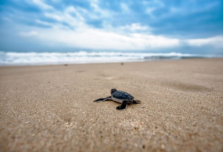 turtle baby turtle beach chick young nature sand sandy coast animal reptiles wild animals wildlife pictures sea turtle