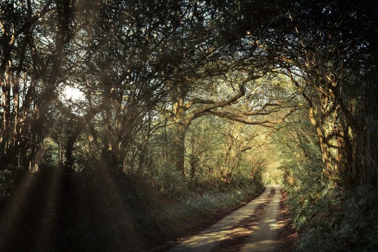 path avenue forest passage cornwall england trees spring landscape nature rural united kingdom green goal road path forest forest cornwall cornwall cornwall england england england spring spring spring united kingdom united kingdom goal goal goal goal goal