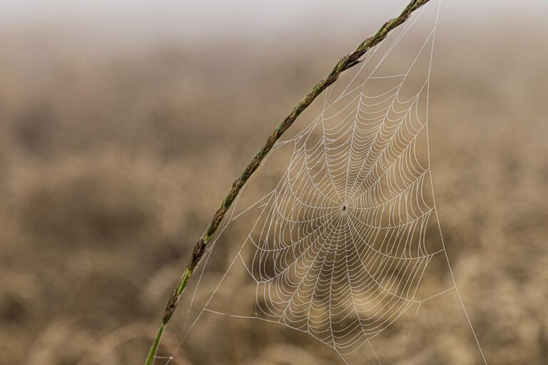 spiderweb cobweb macro spider nature spiderweb spider spider spider spider spider