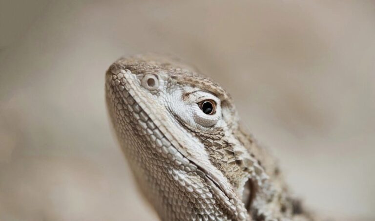 bearded dragon reptile lizard exotic animal nature close up australia animal portrait agame