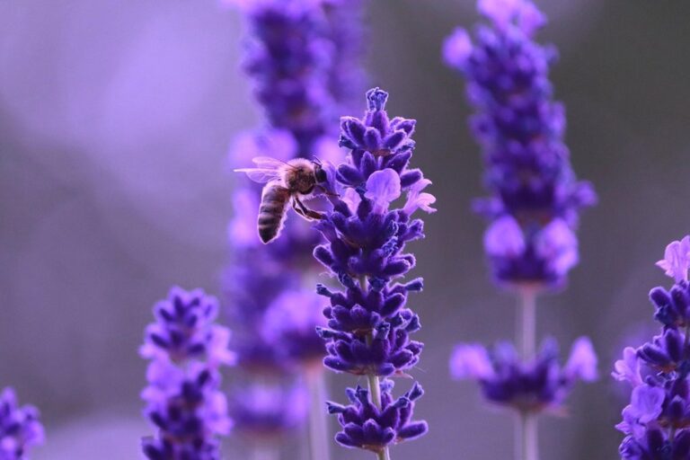 lavender flowers bee beautiful flowers plant flower wallpaper insect petals bloom fragrance flower background ornamental summer nature