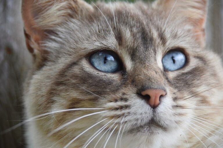 cat feline blue eyed cat european cat whiskers nature fur pet animal