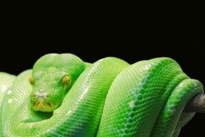snake python serpent scales legless scaly reptile green snake green tree python tree python green toxic venomous snake snake snake snake snake snake