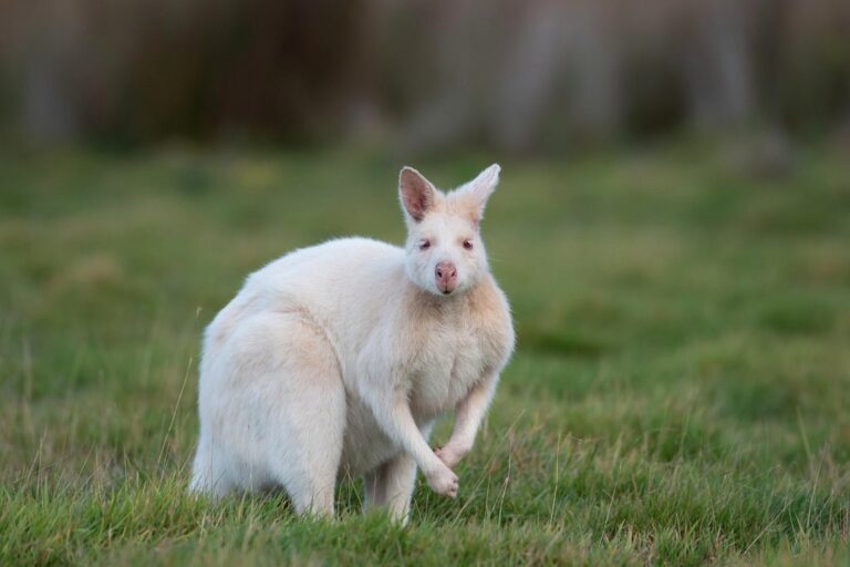 wallaby nature albino bennetts wallaby albino macropus rufogriseus marsupial mammal animal wildlife wild genetic mutation genetic variation bruny island tasmania
