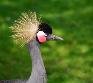 grey crowned crane bird animal beak bill african crowned crane balearica regulorum wildlife portrait fauna wilderness nature animal world grey crowned crane grey crowned crane grey crowned crane grey crowned crane grey crowned crane bird bird bird animal animal animal balearica regulorum balearica regulorum balearica regulorum wilderness nature