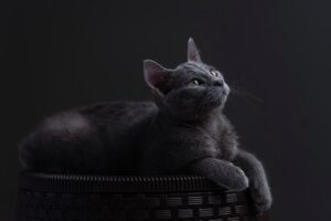 cat russian blue nature russian blue cat feline pet animal kitten