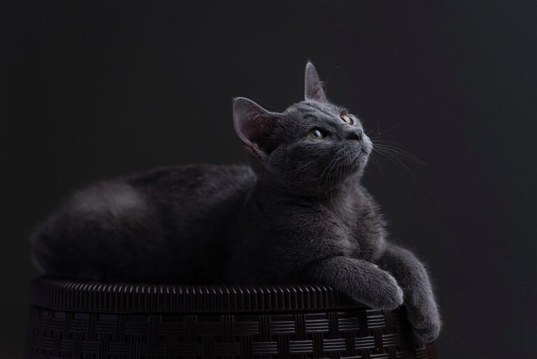 cat russian blue nature russian blue cat feline pet animal kitten