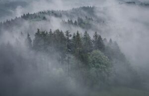 fog trees forest foggy woods woodlands conifers coniferous conifer forest hills highlands haze mist misty nature landscape switzerland drone drone photography drone drone drone drone drone