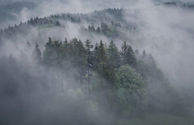 fog trees forest foggy woods woodlands conifers coniferous conifer forest hills highlands haze mist misty nature landscape switzerland drone drone photography drone drone drone drone drone