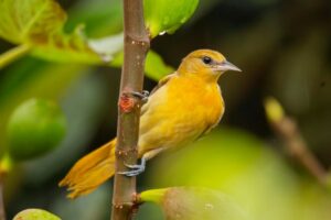 bird plumage golden oriole baltimore ornithology nature golden oriole golden oriole golden oriole golden oriole golden oriole