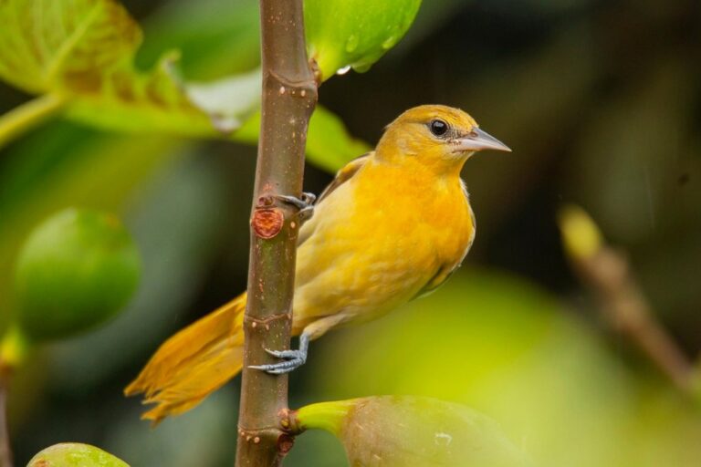 bird plumage golden oriole baltimore ornithology nature golden oriole golden oriole golden oriole golden oriole golden oriole