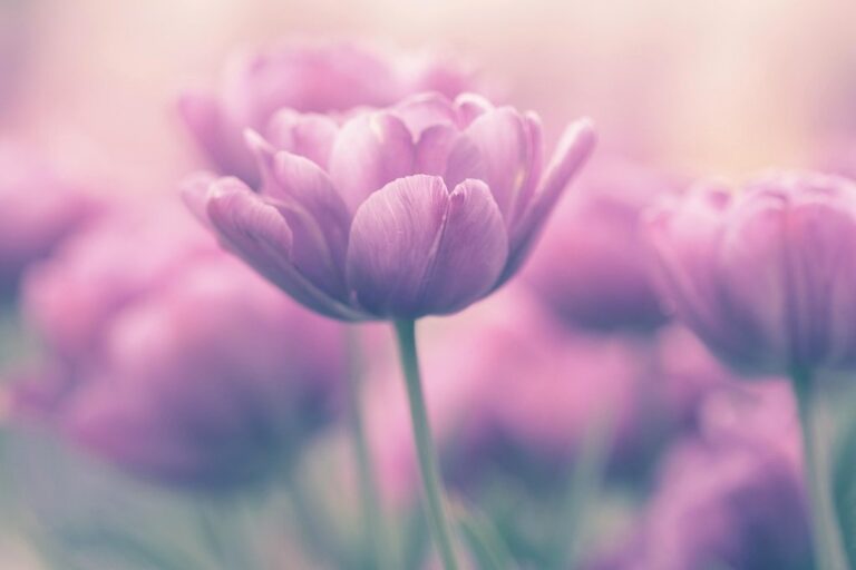 tulip flower flower background beautiful flowers tulips spring flower wallpaper nature pink garden bloom floral happy samyang fujifilmx pink nature pink spring pink flower pink happy pink garden pink gardening pink natural pink happiness