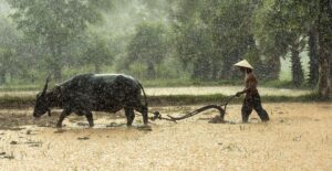 buffalo farmer cultivating agriculture asia cambodia culture farm farmland harvesting work labor laos lifestyle countryside malaysia myanmar burma people rice thailand tradition traditional vietnamese farmer farmer farmer farmer farmer agriculture agriculture work