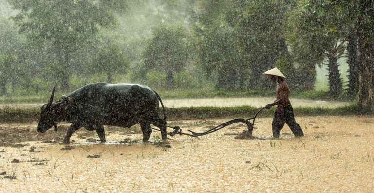 buffalo farmer cultivating agriculture asia cambodia culture farm farmland harvesting work labor laos lifestyle countryside malaysia myanmar burma people rice thailand tradition traditional vietnamese farmer farmer farmer farmer farmer agriculture agriculture work