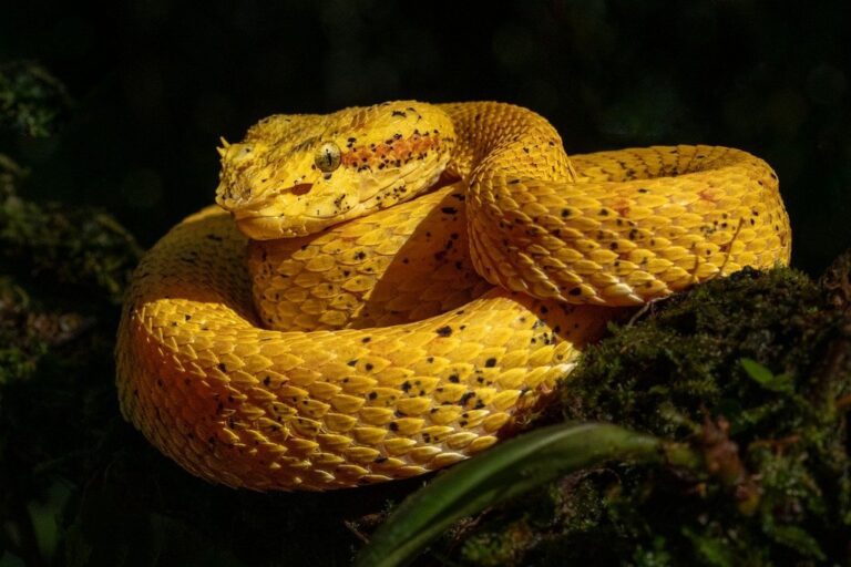 poisonous snake eyelash viper prehensile-tailed lancehead viper viper reptile wildlife costa rica