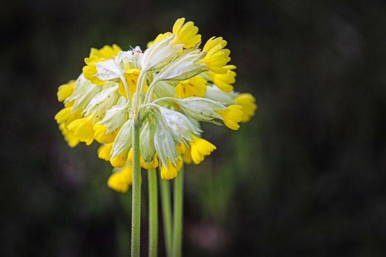flower flower wallpaper beautiful flowers cowslips sky key real cowslip primula veris spring cowslip heaven key blossom bloom nature spring primrose family medicinal plant medicinal cowslip flower background meadow cowslip yellow flower