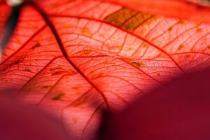 leaf copper leaf plant nature pattern red leaf leaf veins closeup macro