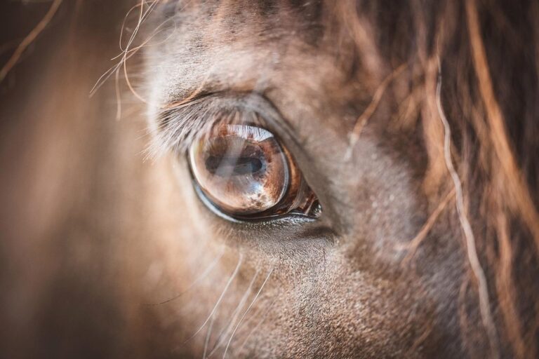 eye horse pony horse eye brown animal nature mammal detail close up macro hair fur eyelashes horse head head